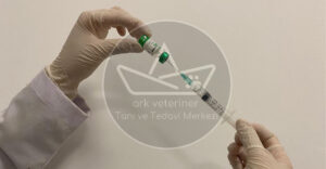 kedi köpek aşı