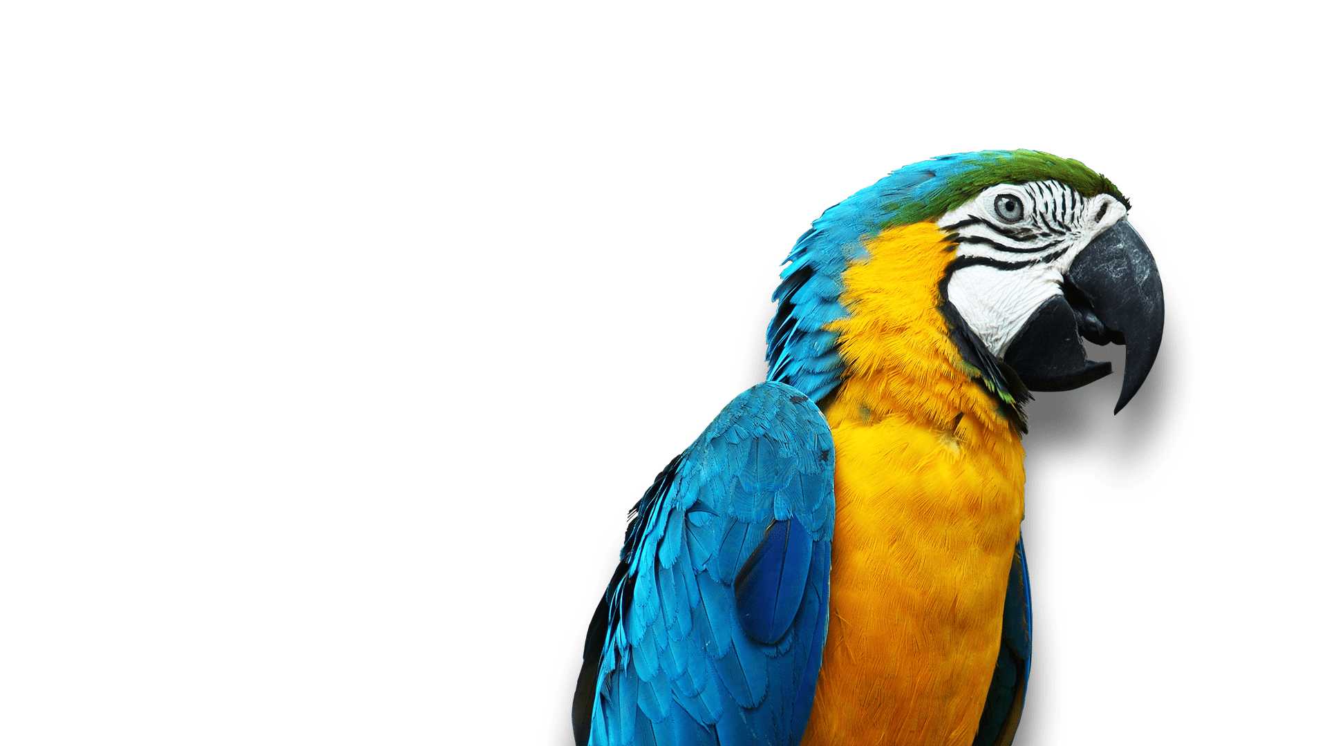 Kuş Bakımı ve Kuşlarda Veteriner Hekimlik