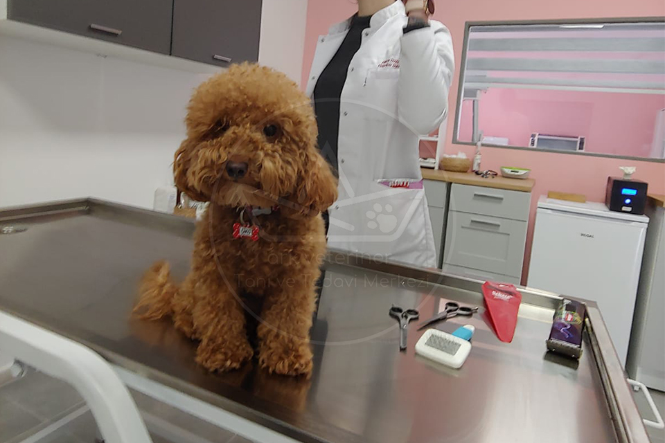 Köpek aşı yaptırma ve önemi